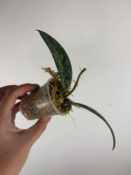 hoya sp aceh mustika 
