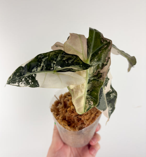 Alocasia amazonica polly variegated B