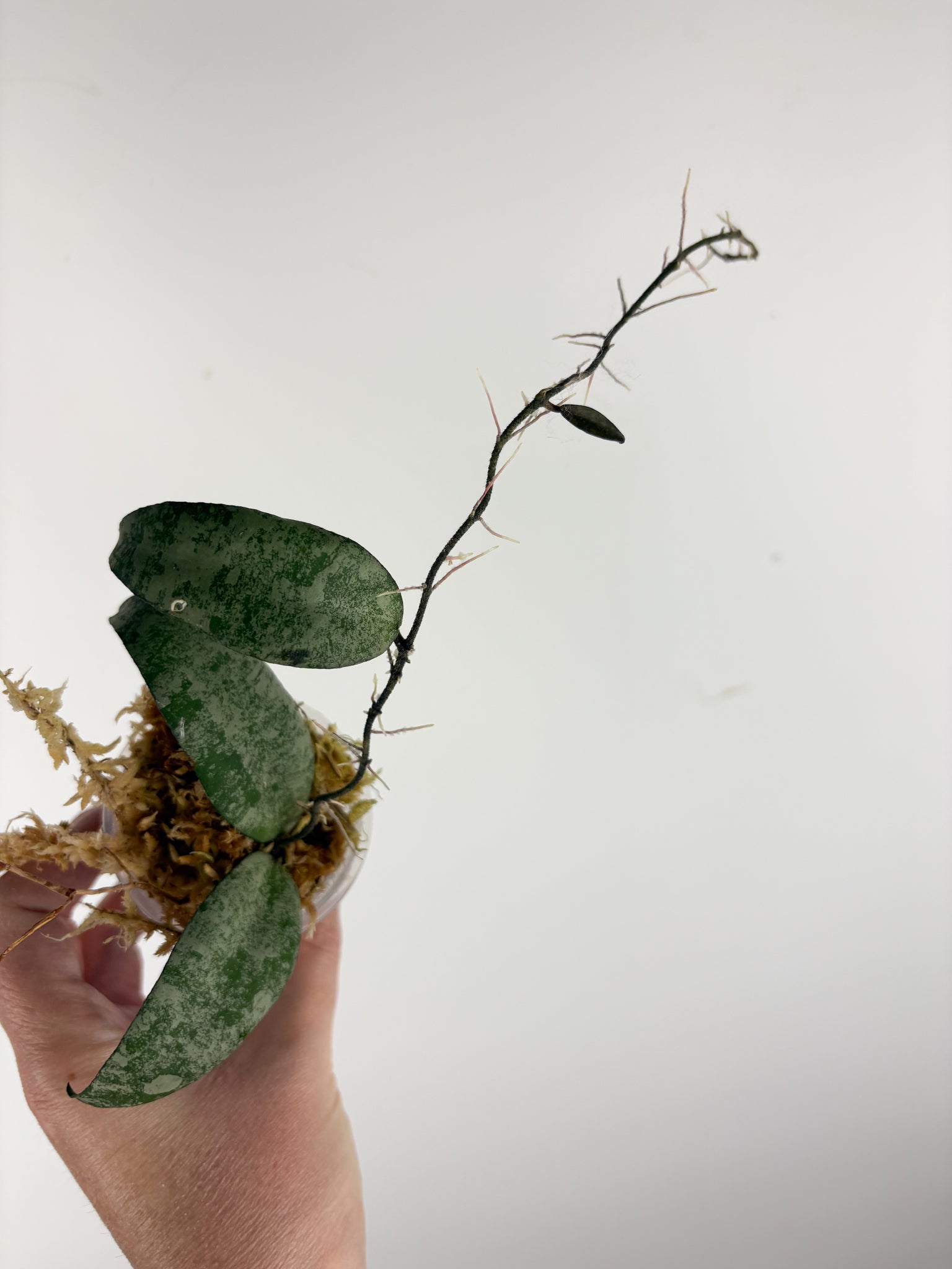 hoya flagellata silver B