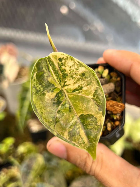 Alocasia azlanii aurea unacclimated (Thailand)