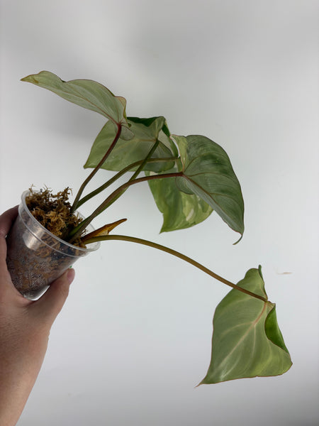 Philodendron gloriosum variegated small plant B