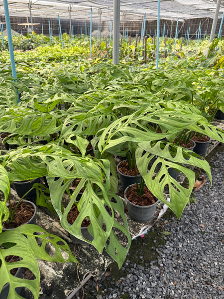 Monstera esqueleto