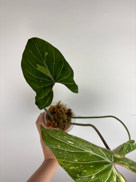 Philodendron gloriosum tricolor A (Thailand)