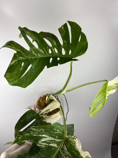 Monstera albo 9