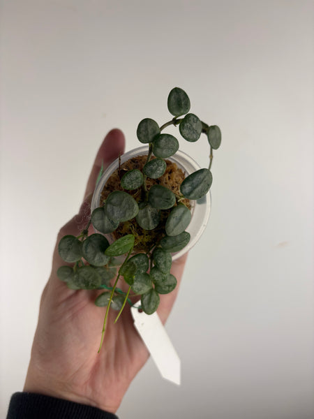 Hoya serpens silver (Thailand) C