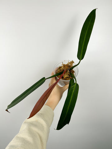Philodendron bicolour