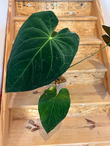 Anthurium Dark mama x legend XL plant