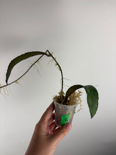 hoya clemensiorum waterfall B