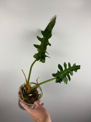 Philodendron bob cee B AS IS