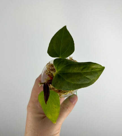 Anthurium Black sweet x blue papillilaminum hybrid H