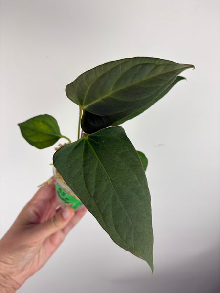 Anthurium Black sweet x blue pap A1