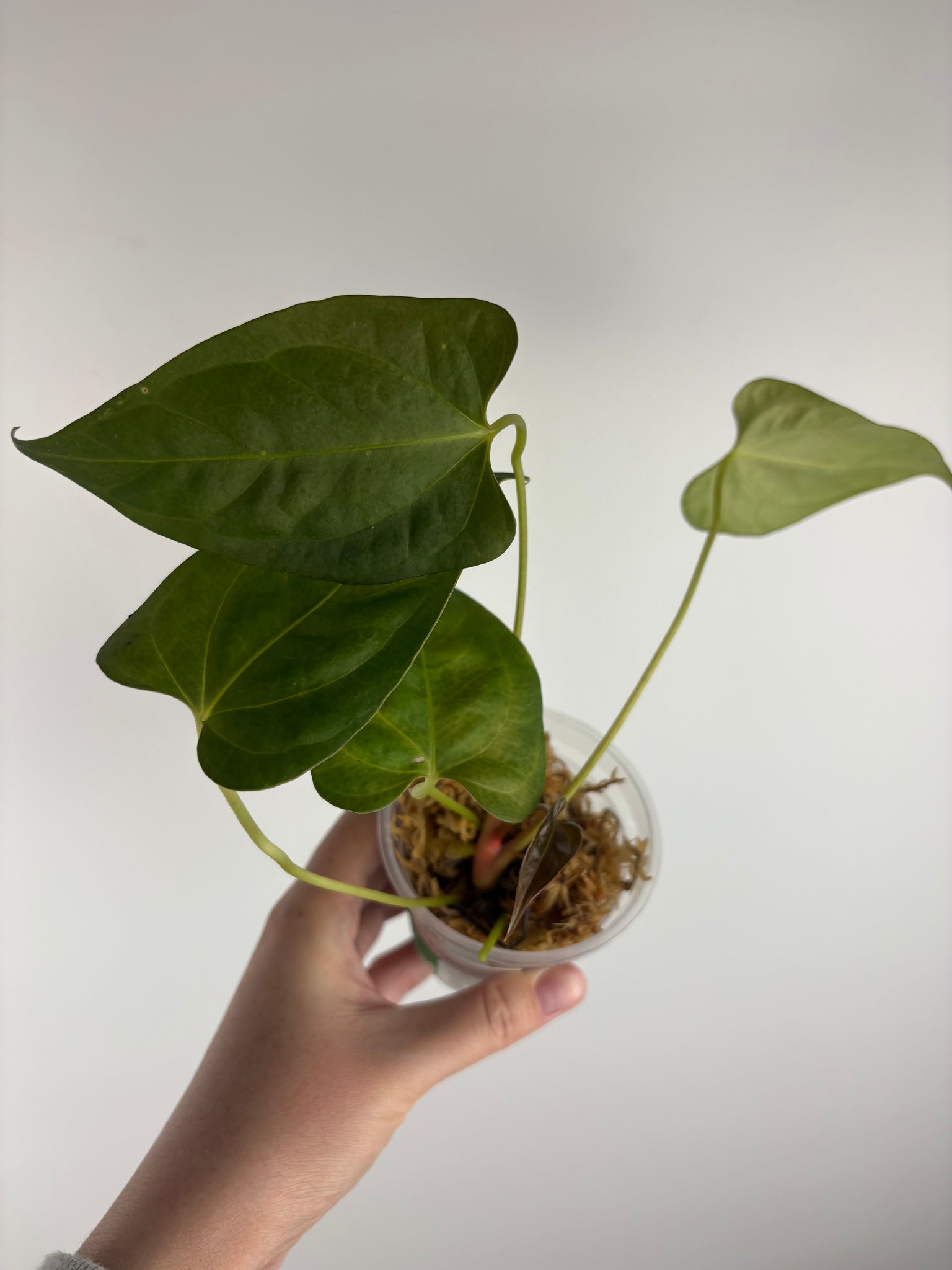 Anthurium BVIT x black sweet E