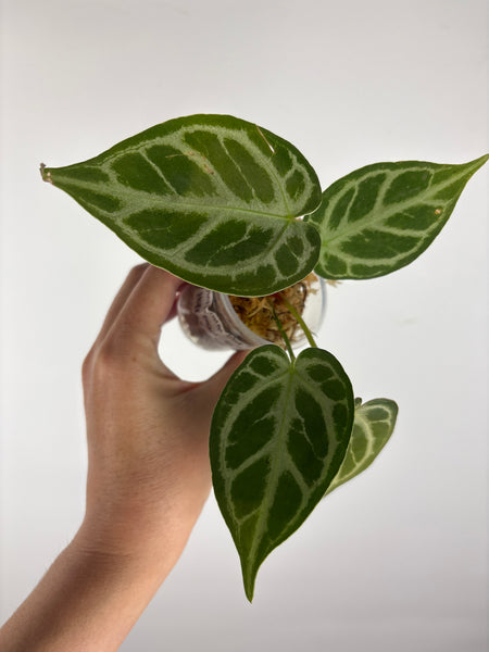 Anthurium blue papi x hoffmanii silver 6
