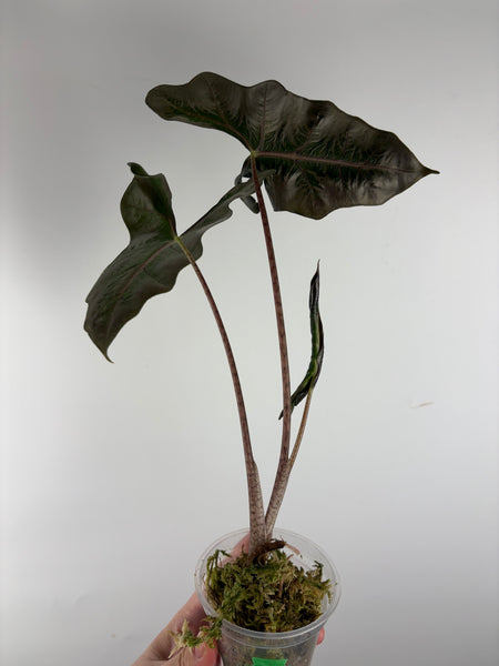 Alocasia Layla 2