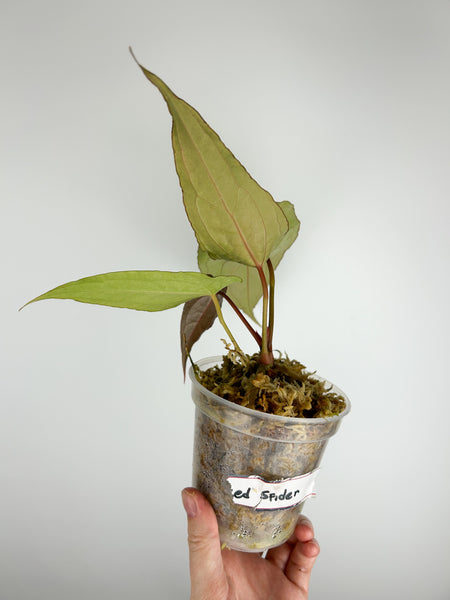 Anthurium red spider