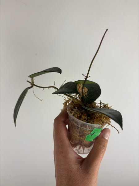 Hoya Verticillata sp. Nganjuk pink Splash 4