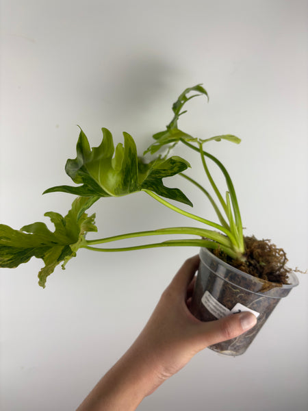 Philodendron thaumatophyllum dragon fire