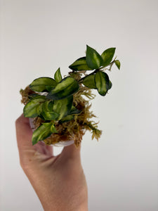 Hoya lacunosa Bruno 7