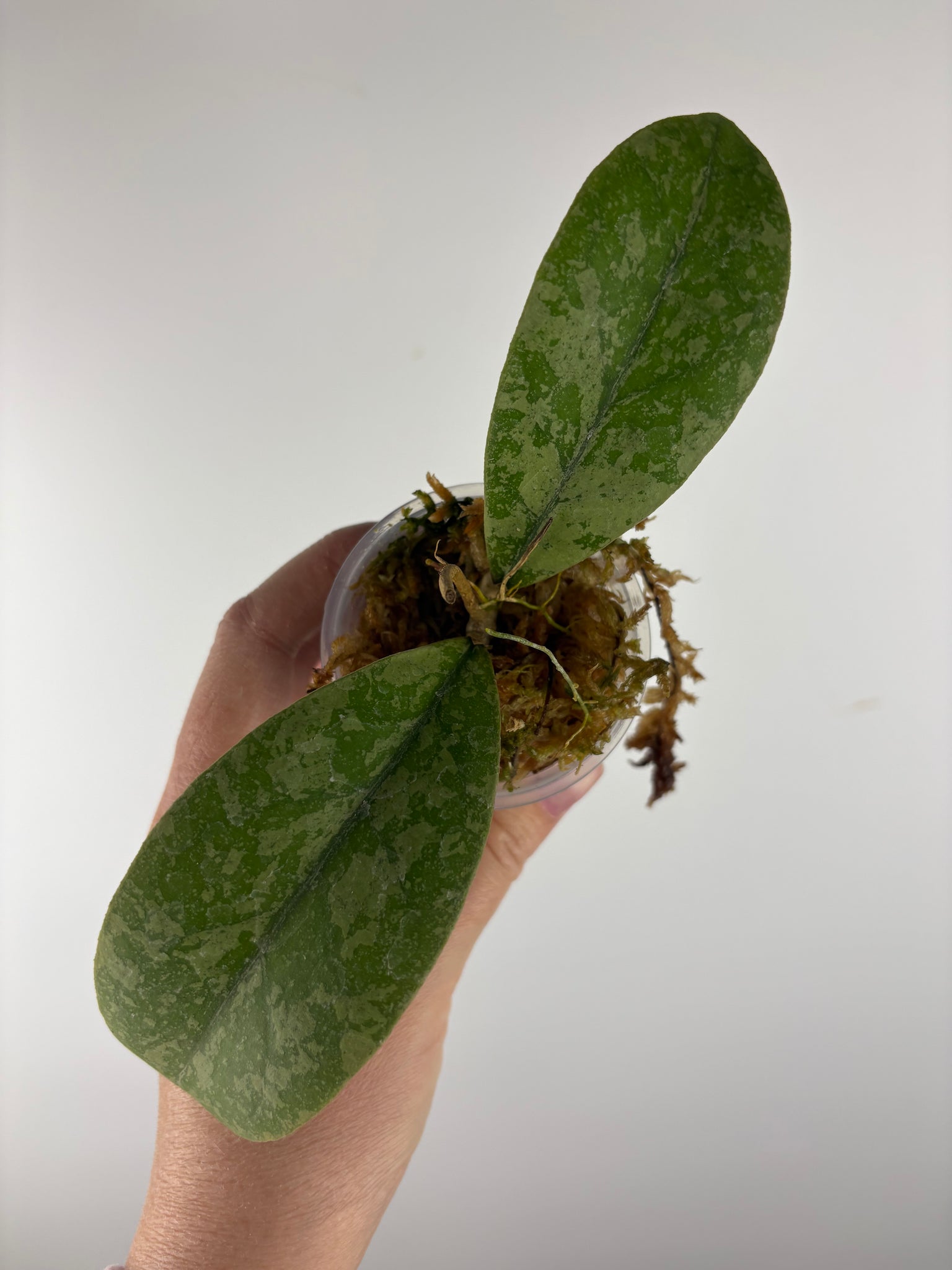 Hoya sp kalbar round leaf 2