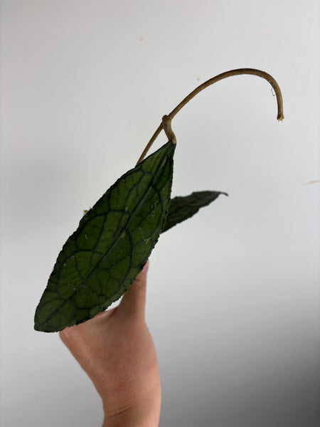 hoya clemensiorum black E