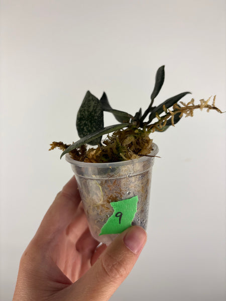 Hoya lacunosa gayung 9