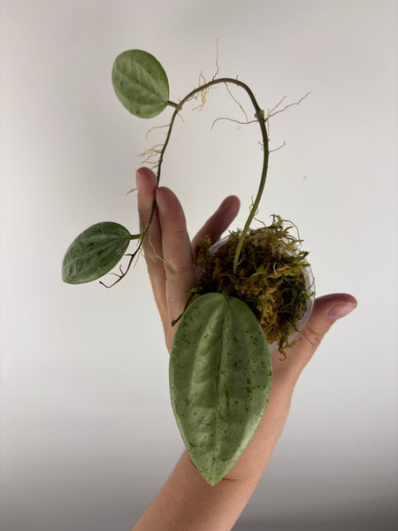 Hoya Glabra silver