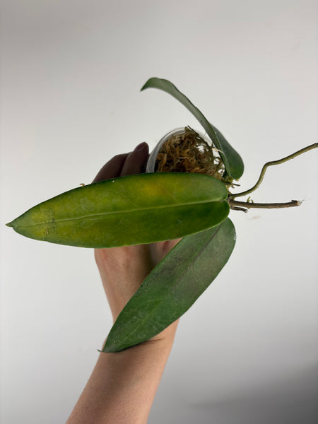hoya stenakei dark A