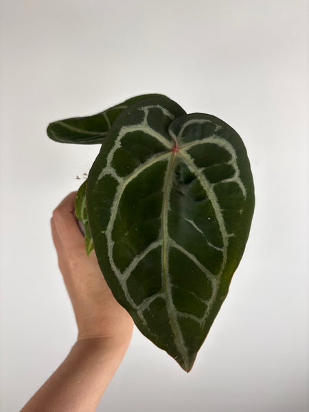 anthurium (red velvet cake x dark handsome) x dreamwaver (Thailand) B