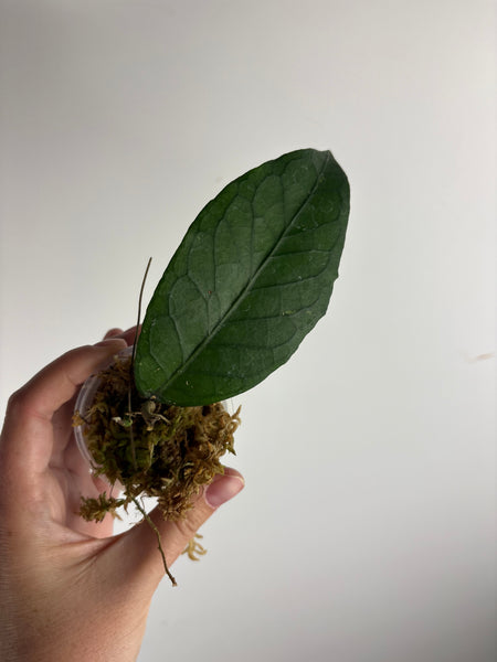 Hoya sp aceh shogun C