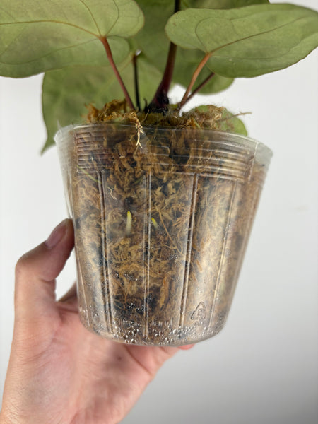 Anthurium magnificum x (Zara x Michelle)