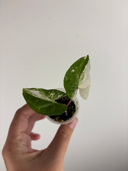 Syngonium albo baby