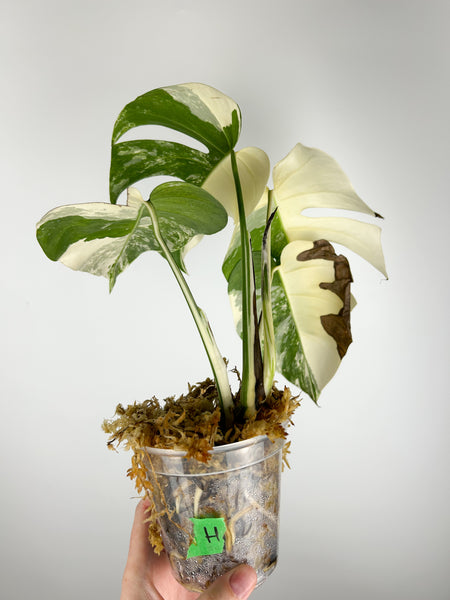 Monstera albo H