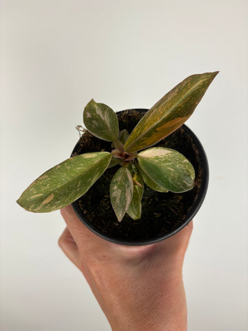 Philodendron Orange Princess 4 inch