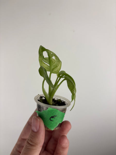Monstera adansonii variegated E