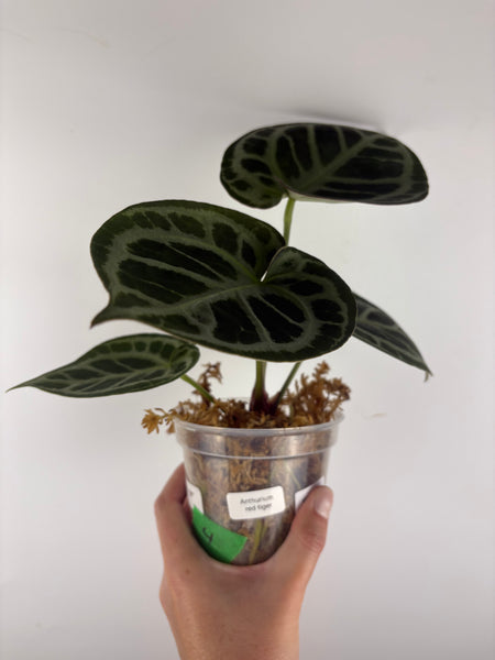Anthurium red tiger 4