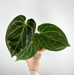 Anthurium King of spades dark form D