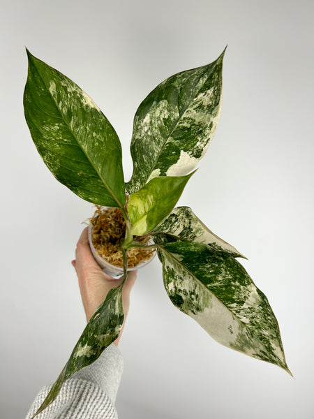 Aglaonema siam jade variegated A