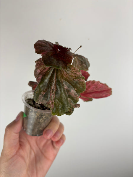 begonia cucullata pink variegated C