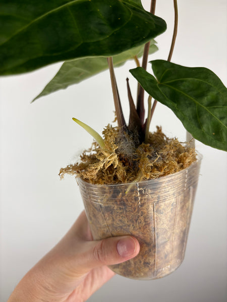 Anthurium magnificum x luxurians