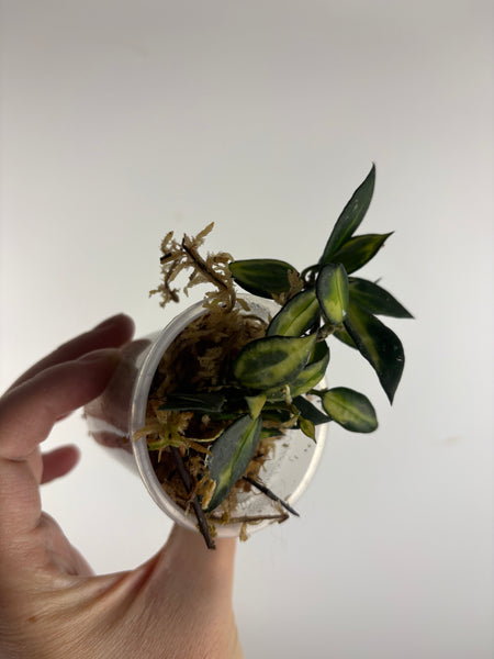 hoya lacunosa illumi A