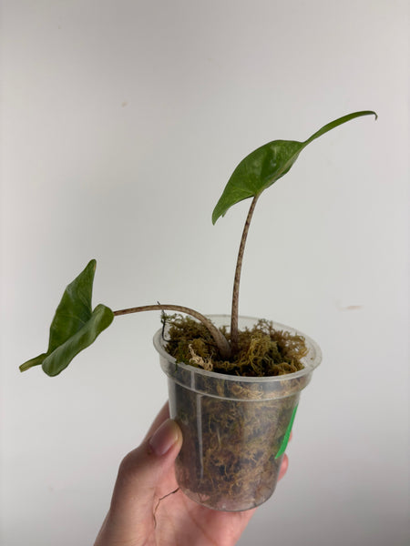 Alocasia stingray albo var