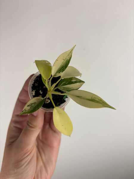 philodendron kitina variegated C