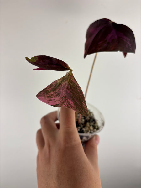 Oxalis triangularis variegated - low variegation