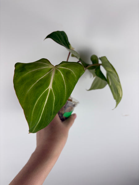 Philodendron gloriosum variegated small plant B