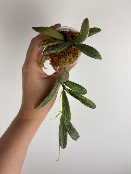 Hoya sigillatis albomarginata