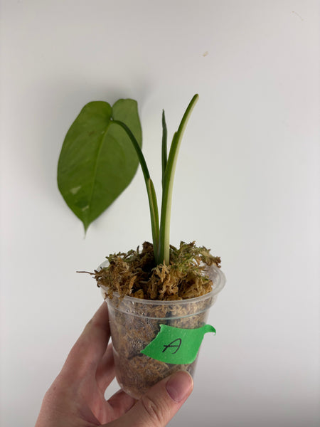 Syngonium chiapense variegated A