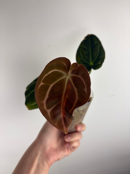Anthurium
Carlablackiae x
Carlablackiae(Thailand) 9