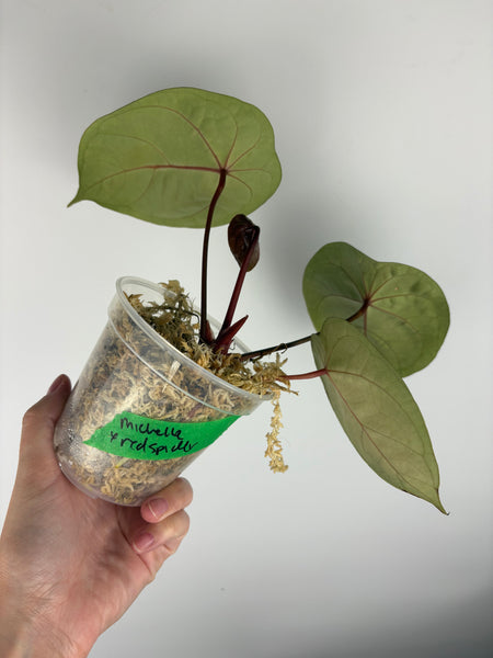 Anthurium michelle x red spider