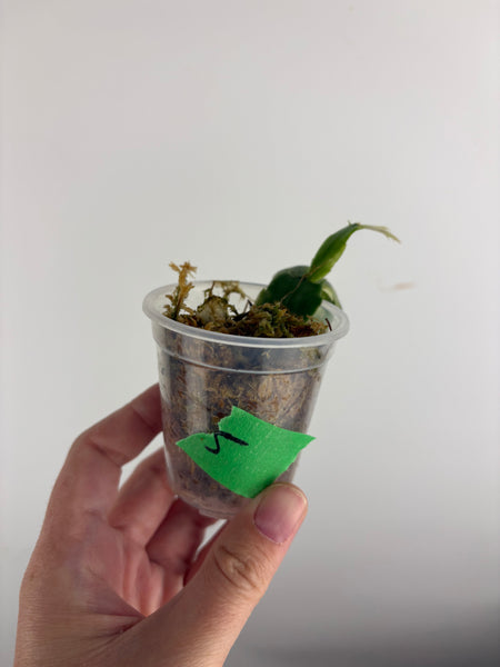 Variegated Schlumbergera 5