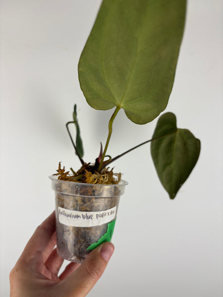 Anthurium blue papi x aos 1